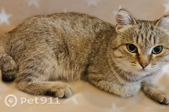 Найдена кошка, Сургут, фото: Найдена кошка, Сургут, Студенческая, д. 18, Сургут — контактная, с укороченным хвостом