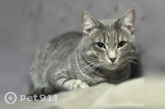 Пропала кошка, Томск, Лазарева, д. 5 — серебряный окрас с полосками, сибирский, на кличку откликается - photo