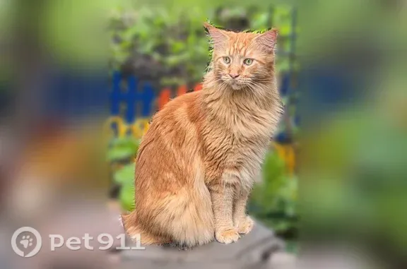 Пропала кошка, Территория снт Часовщик (г Копейск), 9-я, д. 4, Копейск — крупная, домашняя, может быть напугана - photo