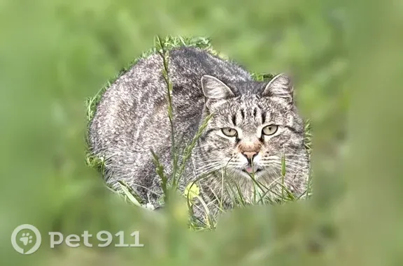 Кошки потеряшки, Москва, фото: Найдена кошка, Район Алтуфьевский (г Москва), Костромская, д. 12Г, Москва — сидит на одном месте несколько дней