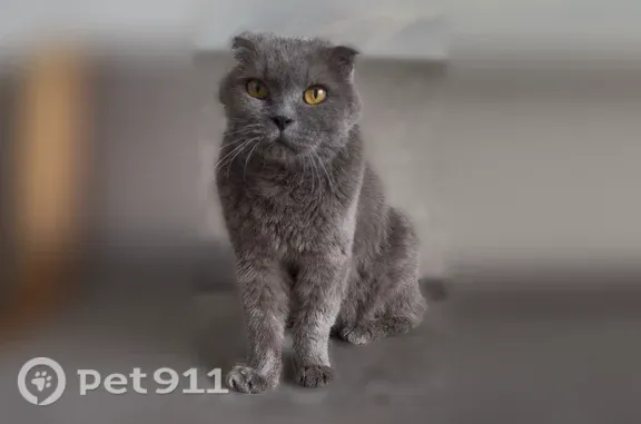 Объявления о пропавших и найденных животных, Норильск, фото: Найдена кошка, Район Центральный (г Норильск), Комсомольская, д. 45В, Норильск — очень ласковая, с жёлтыми глазами