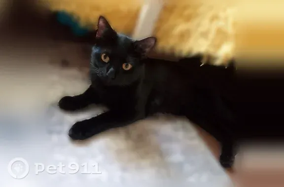 Объявления о пропавших и найденных животных, Самара, фото: Найдена кошка, Самара, Виталия Жалнина, д. 3 — не кастрирован