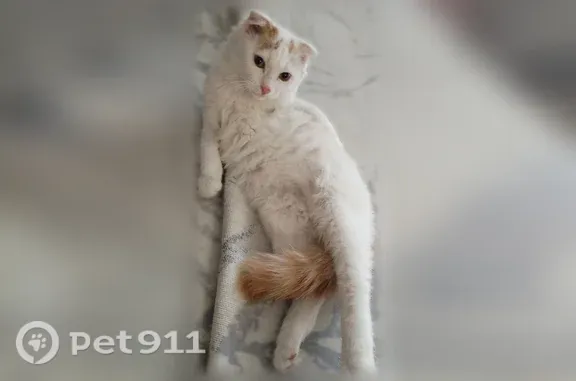 Найдена кошка, Кемерово, фото: Найдена кошка, Кемерово — белый с рыжим хвостом и рыжими пятнами на голове, ушки повисшие