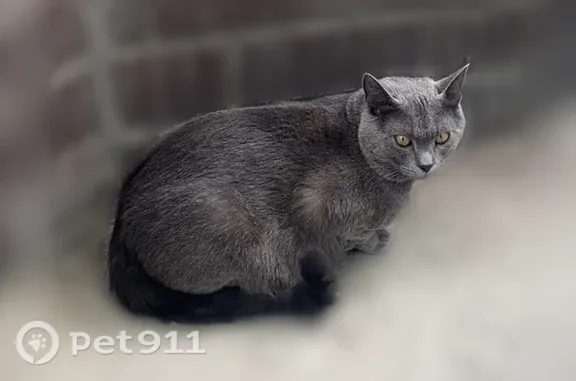 Пропала кошка, Село Загоскино, Комаровка, д. 3, Каменский район — серого цвета, белый «галстучек», желтые глаза - photo