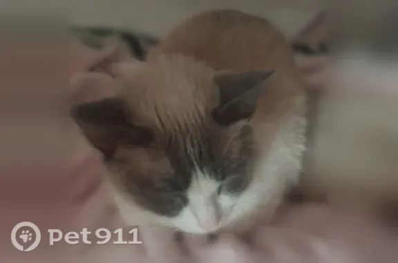 Пропала кошка, Соликамск, Северная, д. 15, Соликамск — светло-серая, гладкошёрстная, голубые глаза - photo