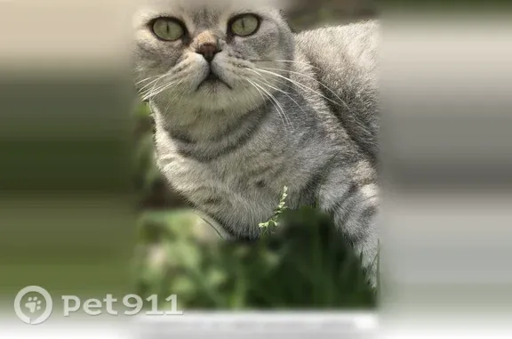 Объявления о пропавших и найденных животных, Омск, фото: Пропала кошка, 1-я Майкопская, Омск — вислоухая, с болячками на ушах