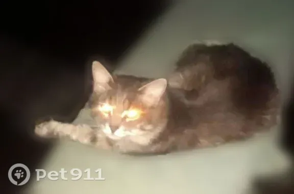 Пропала кошка, Полевая, д. 28, Казань — темно-серая, пушистая, упала с балкона - photo