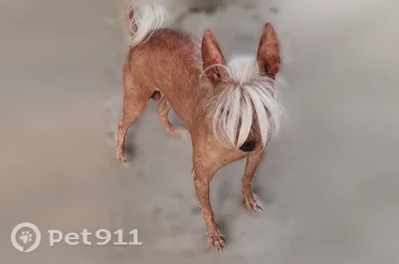 Объявления о пропавших и найденных животных, Ставрополь, фото: Найдена собака, Кошевого, Ставрополь — мальчик, китайская хохлатая