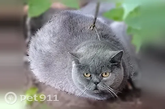 Найдена кошка, Томск, фото: Найдена кошка, Томск — похожа на британа, спокойный нрав