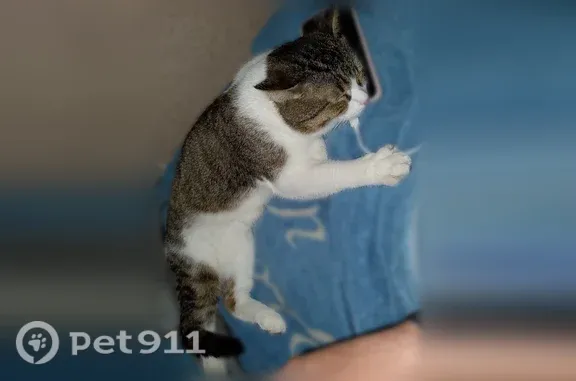 Объявления о пропавших и найденных животных, Россошь, фото: Пропала кошка, Россошь, Правды, д. Д4 — пятнышко как седина на правом боку