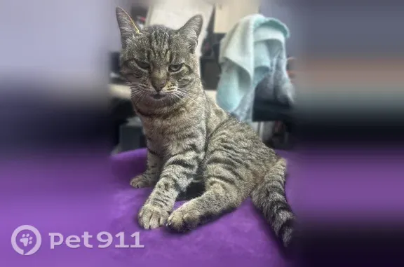 Найдена кошка, Калуга, фото: Найдена кошка, Генерала Попова, Калуга — не шипит и не царапается