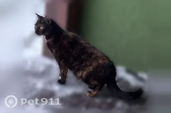 Пропала кошка, Деревня Янино-2, Объездная, д. 14, Янино-2 — черепаховая, 5 лет, пугливая - photo