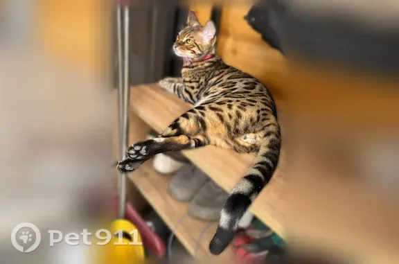 Пропала кошка, Поселок Сухая Балка, Дачная, д. 25, Сухая балка — бенгальский кот, 1 год, 6 кг - photo