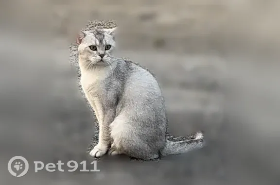 Пропала кошка, Радужный, Весенняя, Радужный — серый окрас - photo