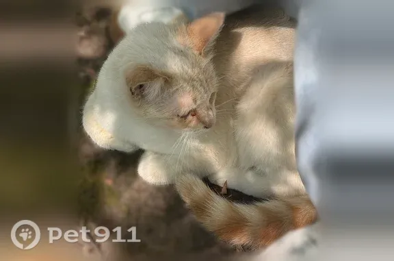 Кошки потеряшки, Томск, фото: Найдена кошка, Томск, Ивана Черных, д. 62б — белая с рыжим, голубые глаза