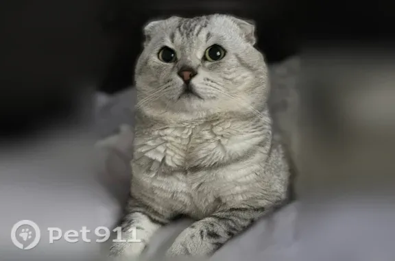Пропала кошка, Екатеринбург, Надеждинская, д. 8 — шотландский вислоухий кот, спокойный - photo