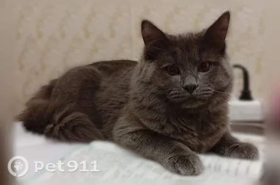 Пропала кошка, Иваново, 2-я Дачная, д. 20, Иваново — возраст 1 год, кастрирована, возможно выпала с 5 этажа - photo