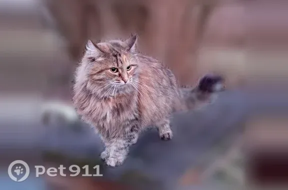 Пропала кошка, Щёлково, Широкая, д. 5 — пушистая, с серым антиклещевым ошейником - photo