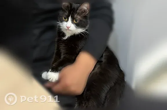 Пропала кошка, Район Октябрьский (г Улан-Удэ), Им Дашиева, д. 6/1, Улан-Удэ — ласковая, могла выпрыгнуть с балкона - photo