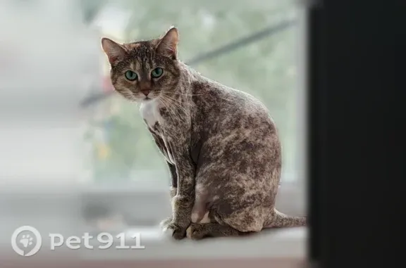 Пропала кошка, Сургут, Островского, д. 8 — выпала из окна 3 этажа, недавно была побрита - photo