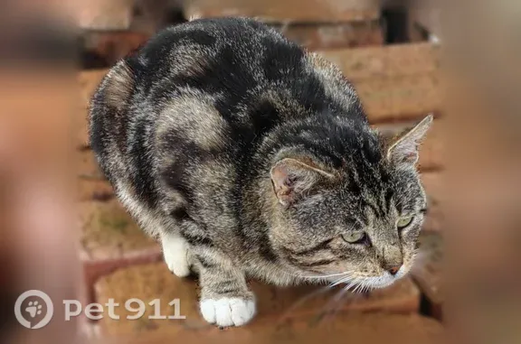 Найдена кошка, Деревня Селище, Селище — кот, орёт, не кастрирован - photo
