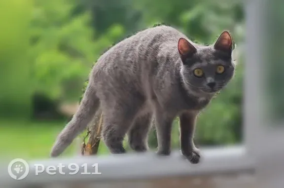 Пропала кошка, Октября, д. 89/5, Уфа — шугливая, никогда не была на улице - photo