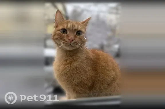 Пропала кошка, Киров, Советская, д. 79 — рыжая, в меру пушистая, ласковая - photo