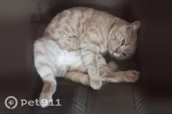 Пропала кошка, Улан-Удэ — британская, крупная - photo