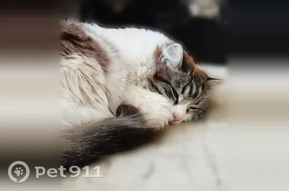 Объявления о пропавших и найденных животных, Омск, фото: Пропала кошка, Серова, д. 1В, Омск — пушистая, белая с серыми пятнами