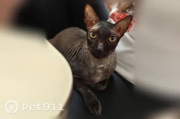Пропала кошка, Йошкар-Ола — коту 8 лет, кастрирован - photo