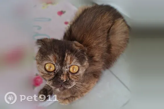 Найдена кошка, Сургут, фото: Найдена кошка, Сургут, Профсоюзов, д. 21 — в зелёной шлейке, ручная
