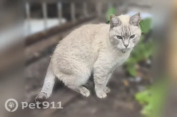Объявления о пропавших и найденных животных, Нижний Новгород, фото: Найдена кошка, Шорина, Нижний Новгород — шотландская кошечка в шлейке