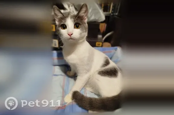 Кошки потеряшки, Саратов, фото: Найдена кошка, Мира, Саратов — маленькая молодая кошечка, приучена к лотку