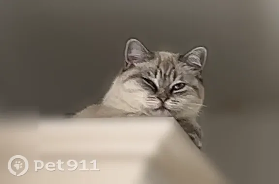 Пропала кошка, Тамбов, Западная, д. 67, Тамбов — бело-серого окраса, голубые глаза - photo
