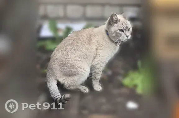 Объявления о пропавших и найденных животных, Нижний Новгород, фото: Найдена кошка, Нижний Новгород — бежевого окраса