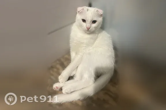 Объявления о пропавших и найденных животных, Новая Адыгея, фото: Пропала кошка, Поселок Новая Адыгея, Тургеневское, д. 3А/34, Новая Адыгея — белая вислоухая, жёлтые глаза