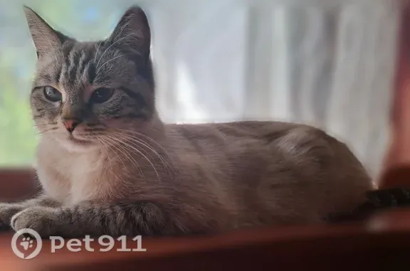 Пропала кошка, Карла Маркса, д. 128, Йошкар-Ола — спокойная, похожа на сиамскую - photo