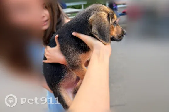 Объявления о пропавших и найденных животных, Санкт-Петербург, фото: Найдена собака, Район Курортный (г Санкт-Петербург), 2-я Дачная, д. 3, Санкт-Петербург — щенок
