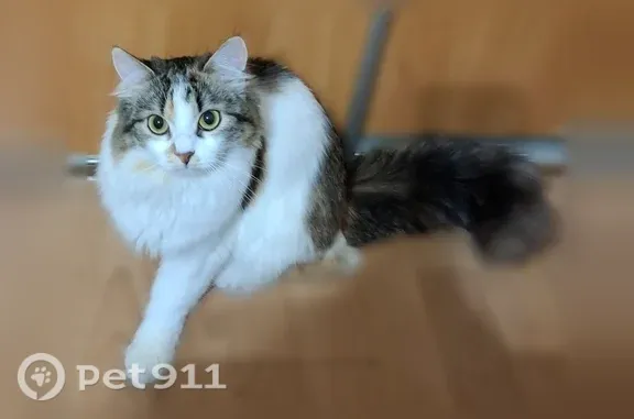 Пропала кошка, район Советский (г Тамбов), им Сергея Лазо, д. 28, Тамбов — трёхцветная, может шипеть на чужих - photo