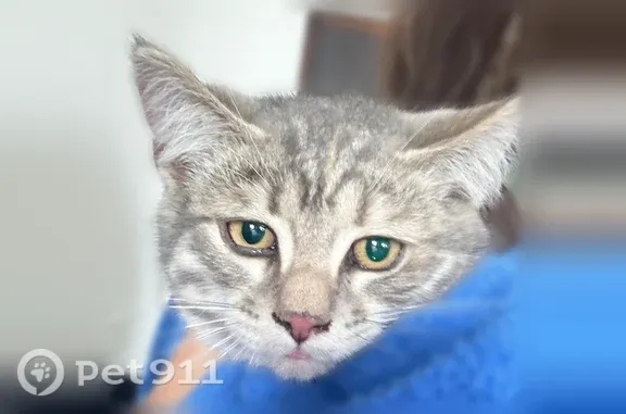 Кошки потеряшки, Иваново, фото: Найдена кошка, Иваново, Кузнецова, д. 12 — девочка, примерно 3,5 мес
