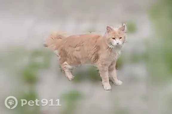 Найдена кошка, Хабаровск, фото: Найдена кошка, Хабаровск, Алексеевская, д. 64 — рыжая, пугливая