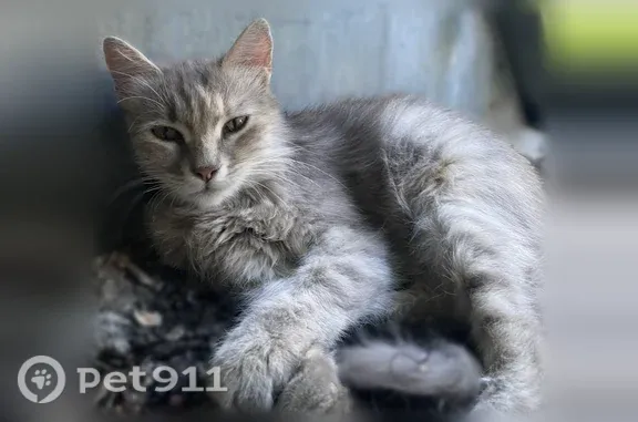 Найдена кошка, Ростов-на-Дону, фото: Найдена кошка, Чехова, д. 60, Ростов-на-Дону — серебристого окраса с белой грудкой и жёлтыми глазами