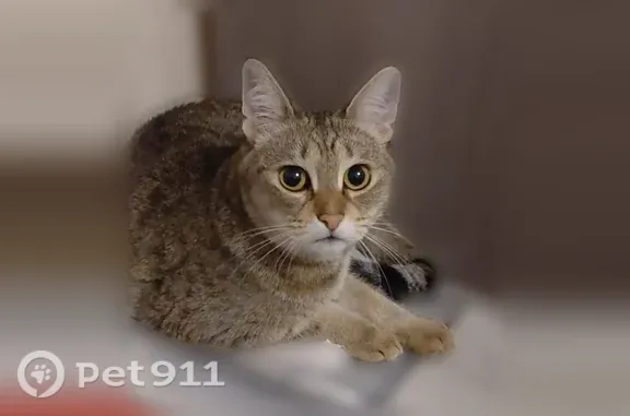 Объявления о пропавших и найденных животных, Ставрополь, фото: Пропала кошка, Ставрополь, Васильковая, д. 62, Ставрополь — серая небольшая кошка, выглядит как подросток