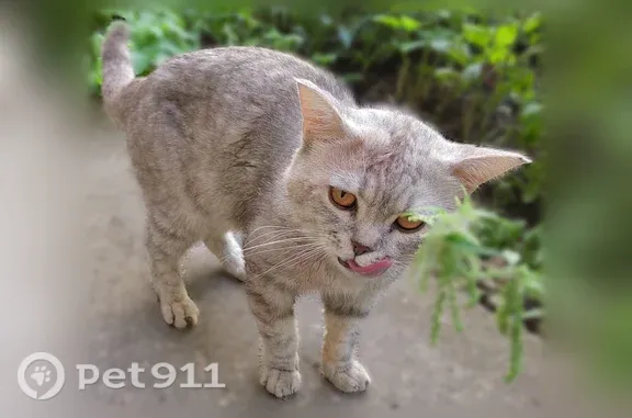 Найдена кошка, Пермь — светлая, похожа на британскую короткошерстную - photo