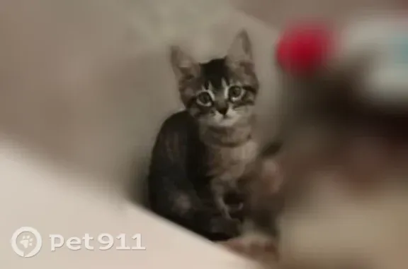 Пропала кошка, им. Репина, д. 23, Волгоград — маленький котёнок, шоколадного окраса - photo