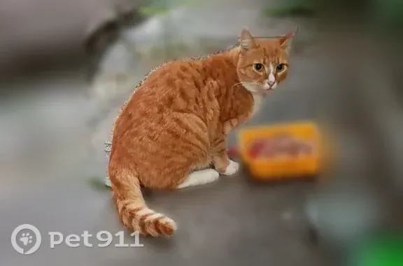 Объявления о пропавших и найденных животных, Омск, фото: Пропала кошка, больница Кабанова, Омск — рыжий кот
