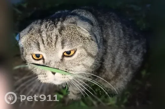 Объявления о пропавших и найденных животных, Уфа, фото: Найдена кошка, Уфа, Российская, д. 44 — серый, бродил между домами