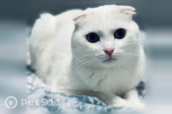 Объявления о пропавших и найденных животных, Пенза, фото: Пропала кошка, Пенза, Заовражная, д. 21 — шотландский вислоухий кот, белый, длинный и худой