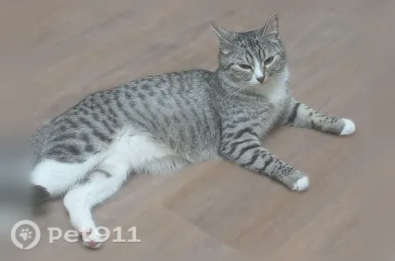 Пропала кошка, Уфа, Айская, д. 50, Уфа — серая полосатая, передние лапки белые - photo