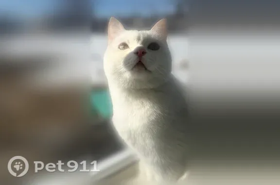 Пропала кошка, Нальчик — стриженая, чисто белого окраса, кастрированная - photo